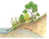 A healthy riparian area includes a diversity of trees and shrubs with deep binding roots that naturally glue the