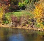 Benefits of a healthy riparian area: Stabilizes riverbanks and prevents erosion of your property.