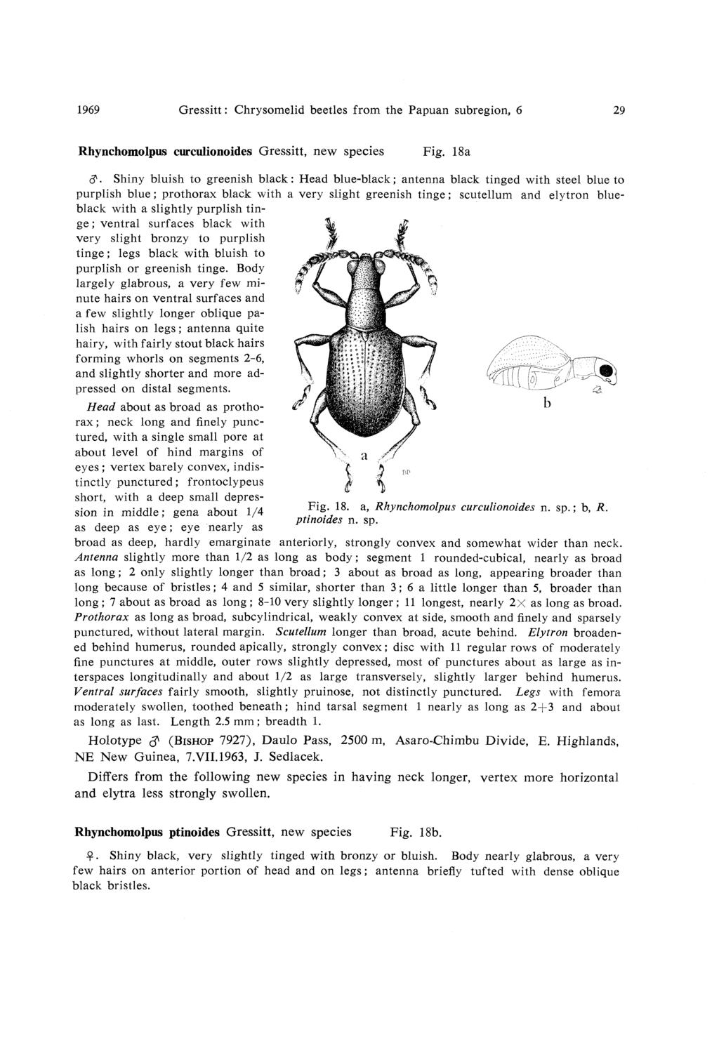 1969 Gressitt: Chrysomelid beetles from the Papuan subregion, 6 29 Rhynchomolpus curculionoides Gressitt, new species Fig. 18a &.