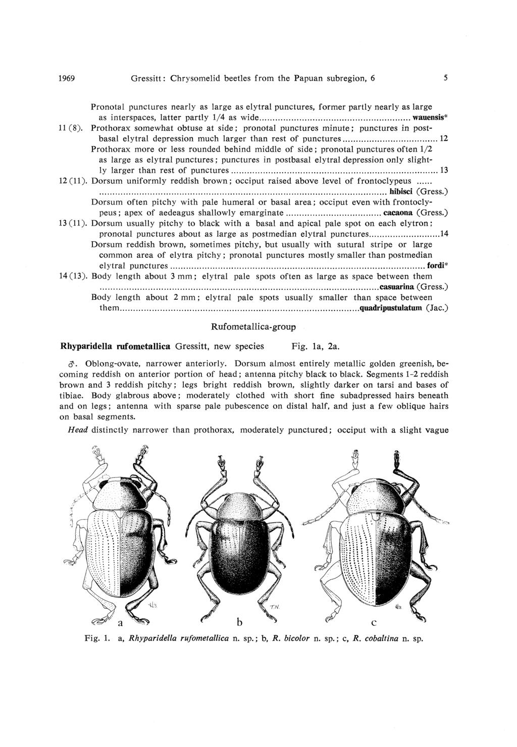 1969 Gressitt: Chrysomelid beetles from the Papuan subregion, 6 5 Pronotal punctures nearly as large as elytral punctures, former partly nearly as large as interspaces, latter partly 1/4 as wide