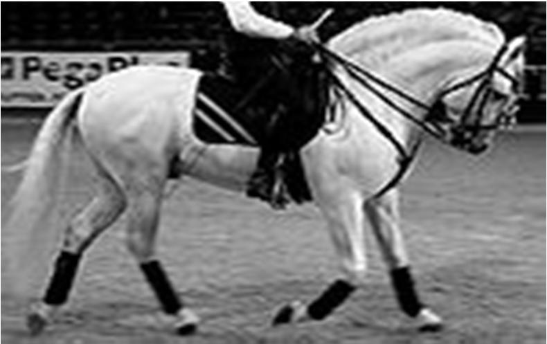 EXCESSIVELY LARGE/FALLEN CREST The horse has an overly large crest that may fall to one side in extreme cases. Relatively uncommon, although any horse can develop an excessively large crest.