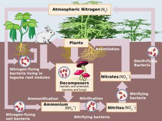 o o o o 5 Nitrogen circulates through Earth s environment in several forms. Nitrogen is essential to life on Earth. Seventy-eight percent (78%) of the Earth s atmosphere is nitrogen gas.