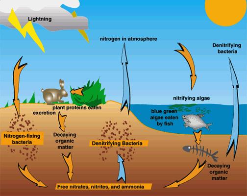 Nitrogen fixation is a process in which special bacteria and blue green algae change nitrogen gas into certain nitrogen compounds.