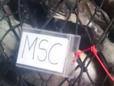 only genuine MSC-eligible fish enter the MSC chain of custody as MSC.