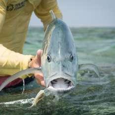 Trevally & Dogtooth Tuna GT s and bluefin are found both on the flats and the flat edges.