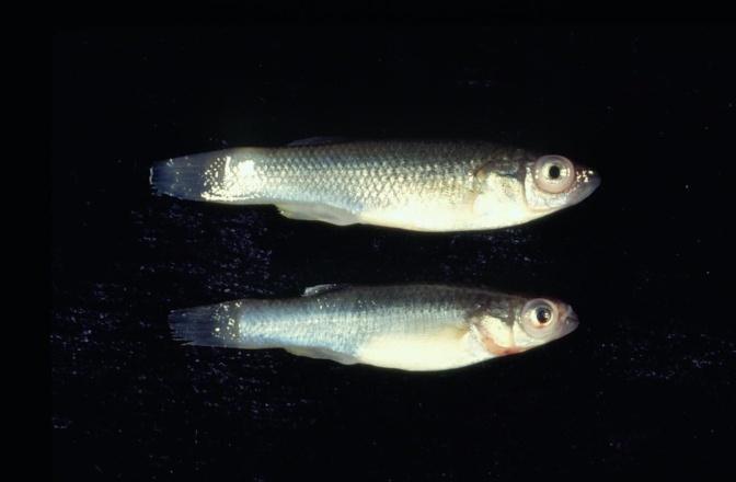 Wild Caught Minnows: Negatives Seasonal availability (erratic supply) Running traps is labor intensive and takes time Fish captured are