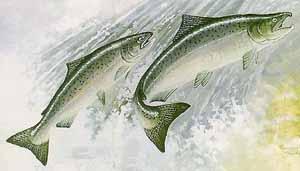 Some species, such as coho, stay in coastal waters, while others migrate more than 2,000 miles to feeding grounds in the north Pacific. Salmon live in the ocean for 1 to 7 years.