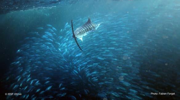 6. Billfish Billfish are also caught by purse seiners in addition to the tropical tuna species.
