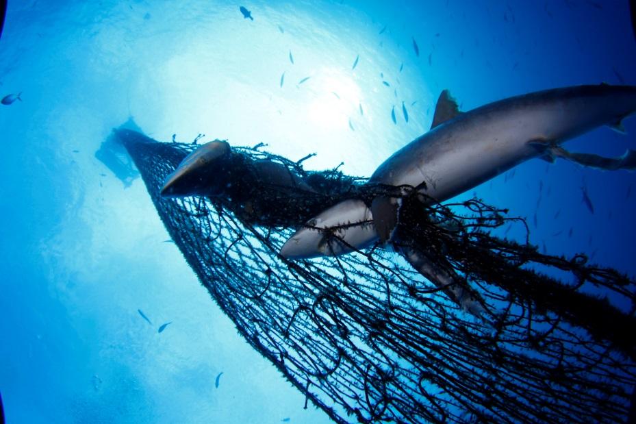 Figure 2: Silky sharks entangled in the underwater netting of a FAD with large mesh size netting (i.e., of high entanglement risk).