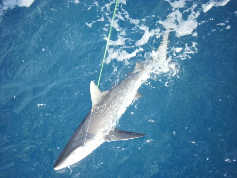 3.3.2 Fishers ability to identify sharks Most recreational fishers could identify their shark catch to family level if the shark belonged to the family Carcharhinidae - referring to them as whaler
