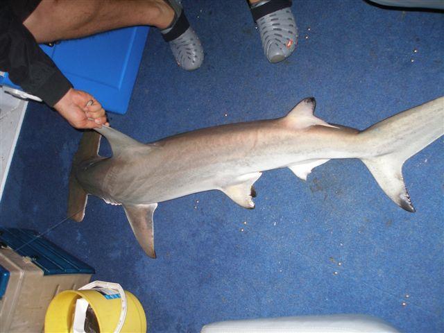 4 Discussion To describe the recreational shark catch composition it was important to use a methodology that did not rely on recreational fishers ability to identify sharks.