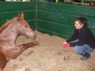 new Responsible Horse Ownership page of the Equine Science Center website, an initiative led by Sarah Ralston.