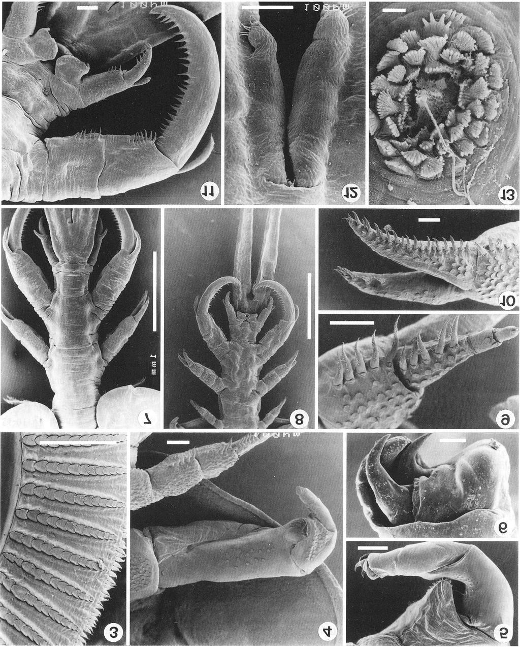 Van As, Van As: Chonopeltis liversedgei sp. n. Figs. 3-13. Scanning electron micrographs of Chonopeltis liversedgei sp. n., female. Fig. 3. Section of sucker margin. Fig. 4. Maxilla and leg 1. Fig. 5.
