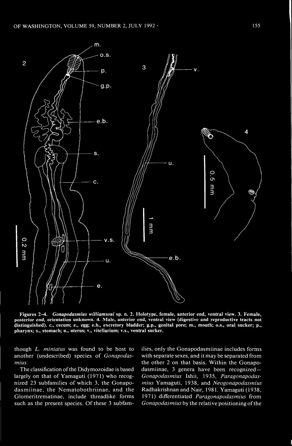 OF WASHINGTON, VOLUME 59, NUMBER 2, JULY 1992 155 Figures 2-4. Gonapodasmius williamsoni sp. n. 2. Holotype, female, anterior end, ventral view. 3. Female, posterior end, orientation unknown. 4.