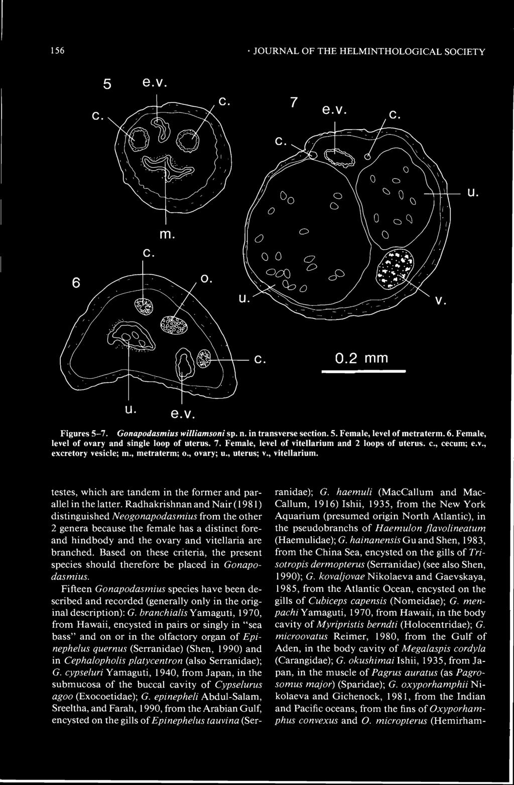 156 JOURNAL OF THE HELMINTHOLOGICAL SOCIETY 5 e.v. c. u. e.v. Figures 5-7. Gonapodasmius williamsoni sp. n. in transverse section. 5. Female, level of metraterm. 6.