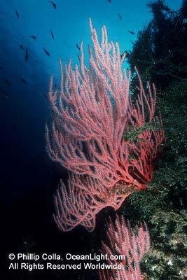 International Scientist letter February 2004: Over 1,100 Scientists from around the world signed a statement on Protecting the World s Deep-sea Coral and Sponge Ecosystems Based on current