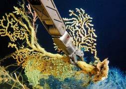 Program: corals may provide habitat for some commercially important fish
