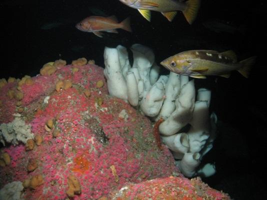 bycatch hotspots (NOAA Deep Sea Coral Program)