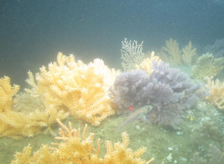 classified as (1) high density/coral garden, (2) lowmoderate density,