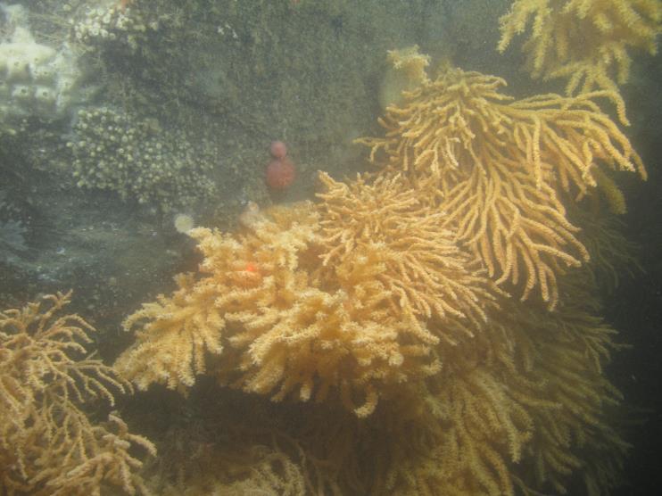 low-moderate density coral habitats, as well as areas near surveyed