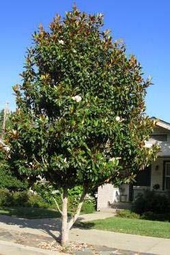 Chinese Fringe Southern Magnolia *Tree type will