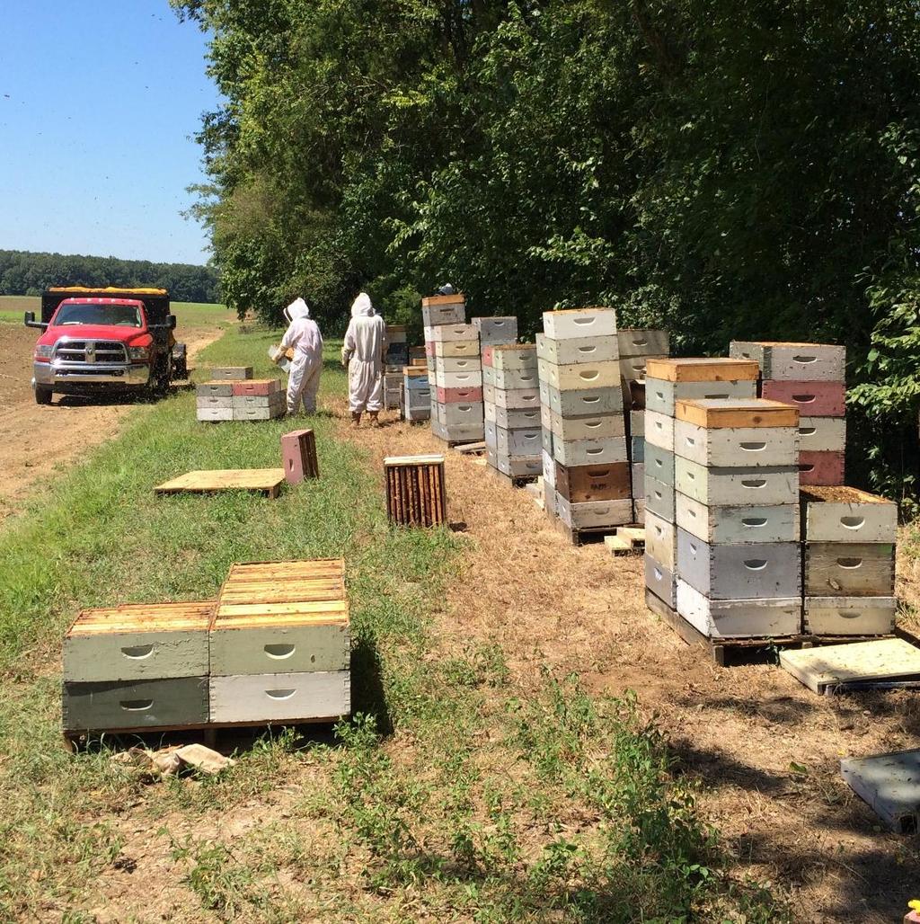 CBC Honey Crop Second crop for
