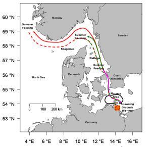 Herring in Division IIIa and Subdivisions 22-24 (WBSS) Western Baltic Spring Spawners Advice for 2015, MSY: Wanted catch of WBSS in all areas < 44 439 t Discard data not fully available and total