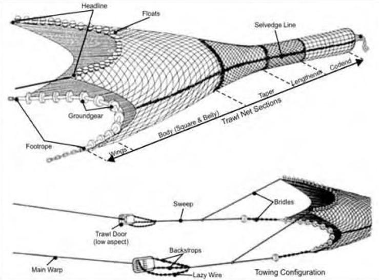 5 Figure 3: Configuration of a typical bottom trawl net during trawling. Illustration from New Zealand Ministry of Fisheries Bottom Fishery Impact Assessment Report (2008) [69].