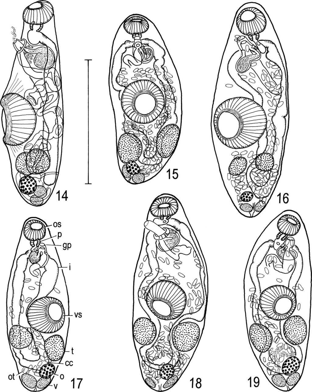16 T. Shimazu et al. Figs. 14 19. Genarchopsis goppo. Adult specimens. 14, holotype (MPM Coll. No. 22004) of G.