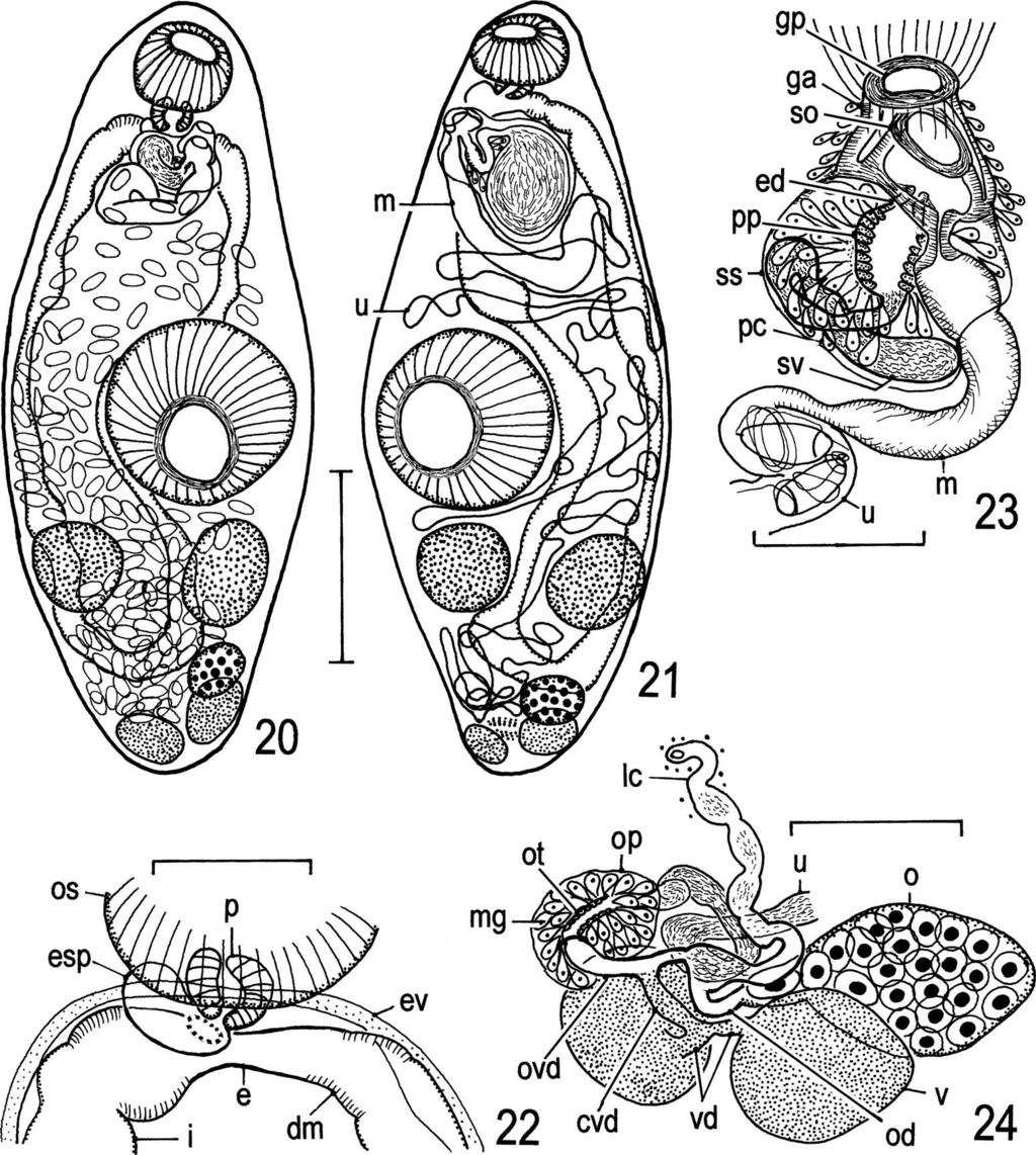 Digeneans (Trematoda) Parasitic in Freshwater Fishes (Osteichthyes) of the Lake Biwa Basin in Shiga 17 ventral sucker well developed; radial muscle bundles attached to aperture well developed,
