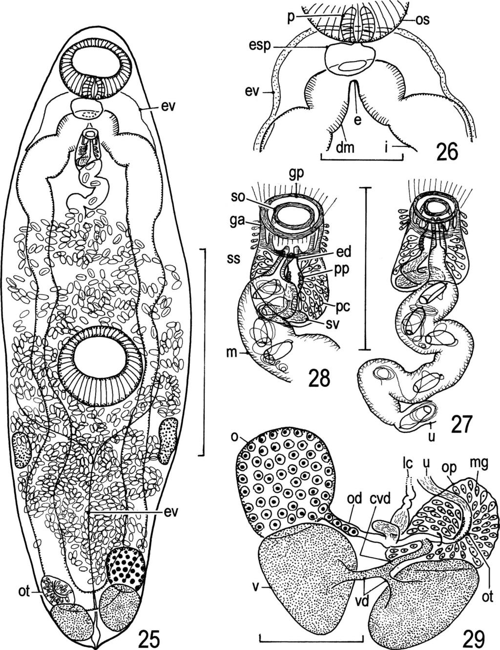 22 T. Shimazu et al. Figs. 25 29. Genarchopsis yaritanago sp. nov. Adult specimens found in the intestine of Tanakia lanceolata (type host).