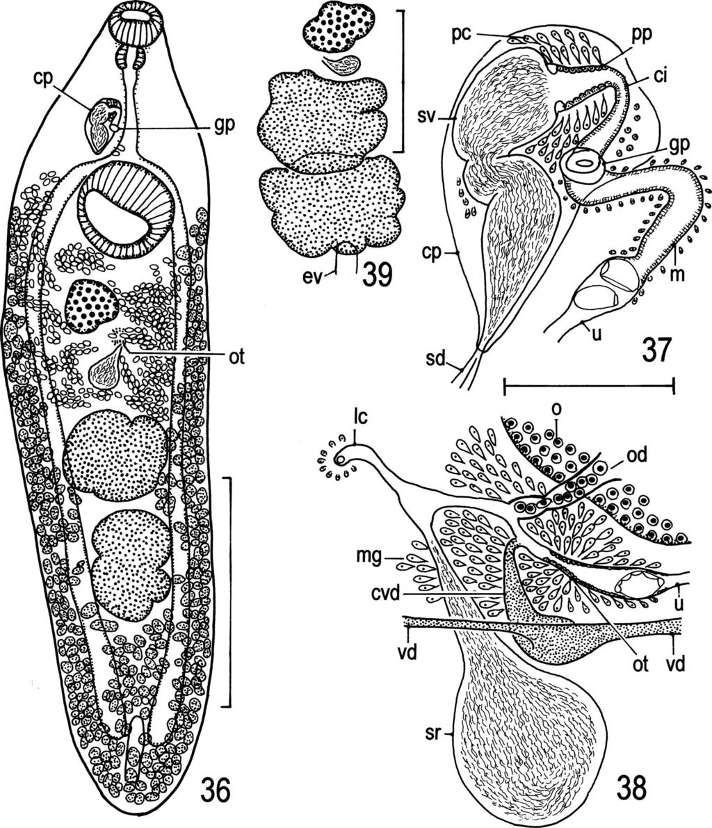 32 T. Shimazu et al. Figs. 36 39. Allocreadium hasu.