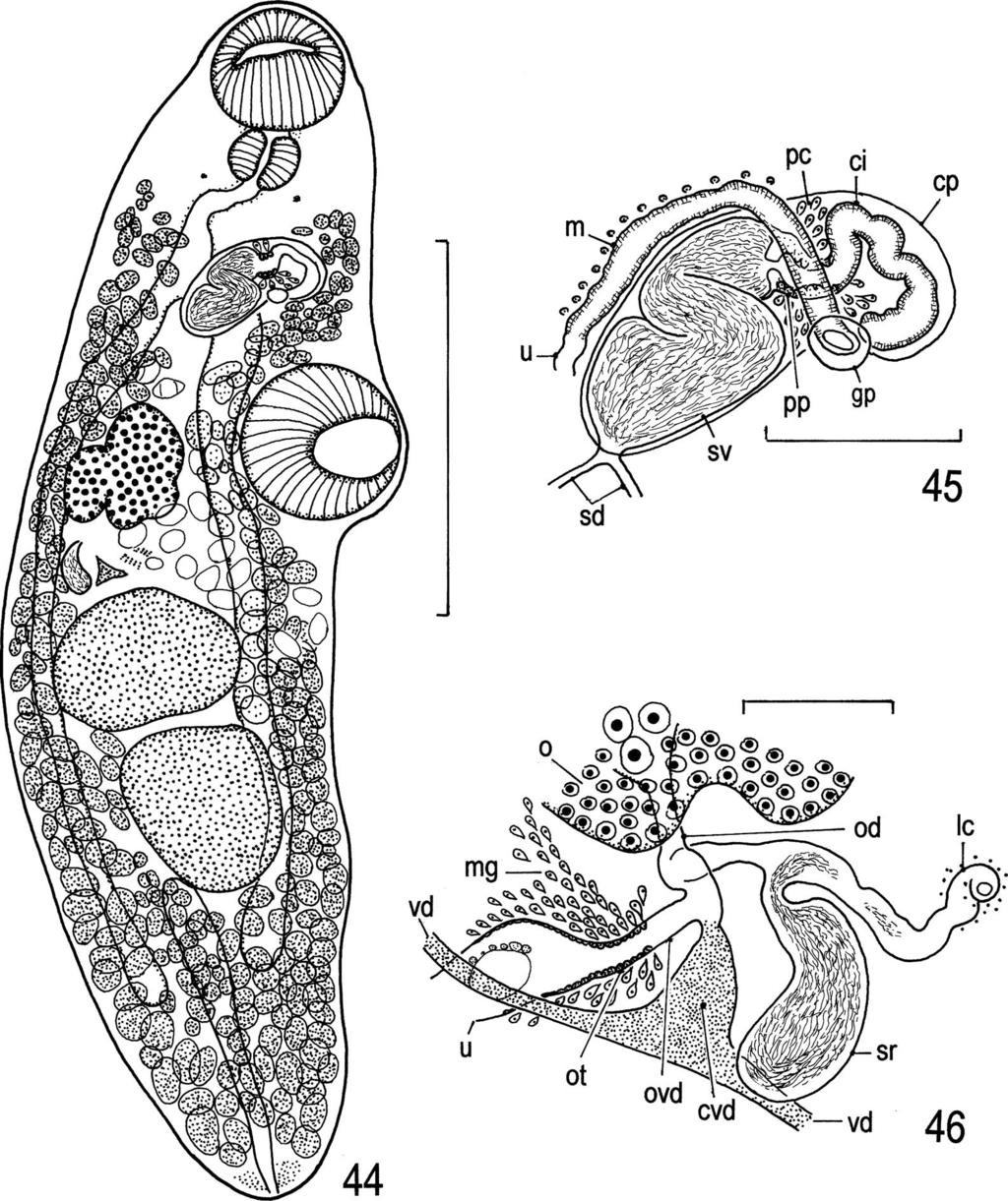 Digeneans (Trematoda) Parasitic in Freshwater Fishes (Osteichthyes) of the Lake Biwa Basin in Shiga 37 Figs. 44 46. Allocreadium sp.
