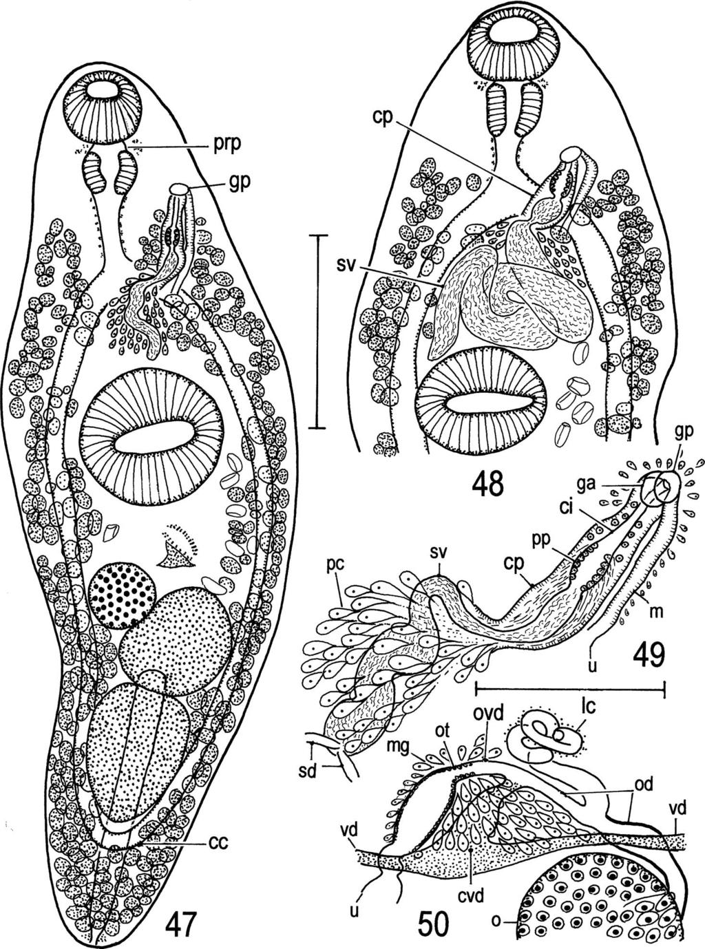 40 T. Shimazu et al. Figs. 47 50. Coitocaecum plagiorchis. Adult specimens.