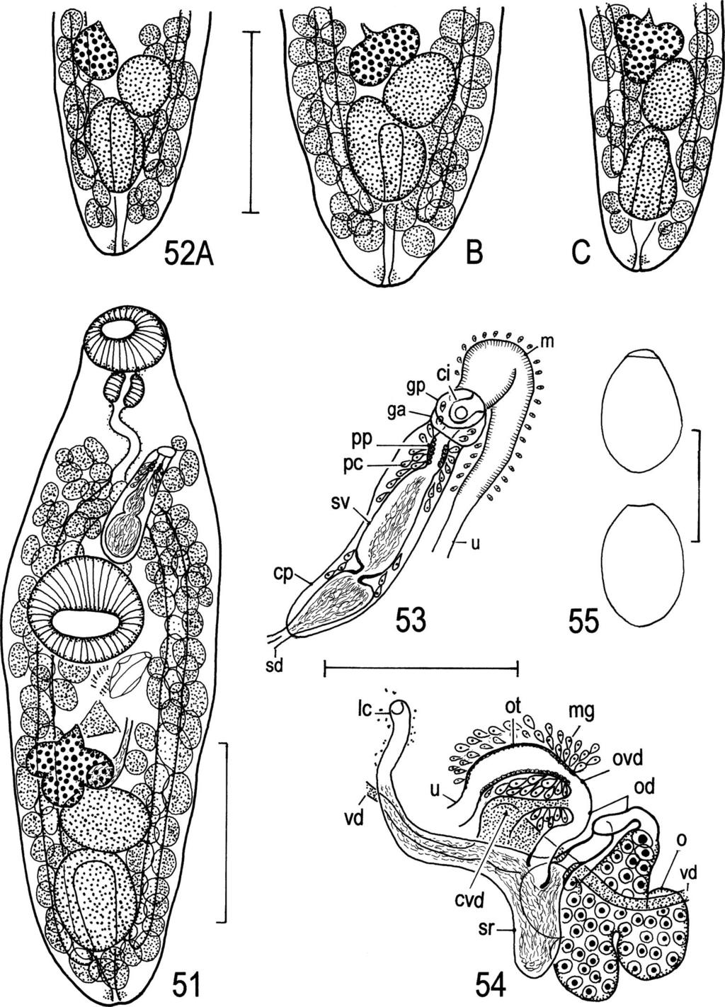 44 T. Shimazu et al. Figs. 51 55. Neoplagioporus elongatus. Adult specimens of elongatus type. 51, specimen (MPM Coll. No.