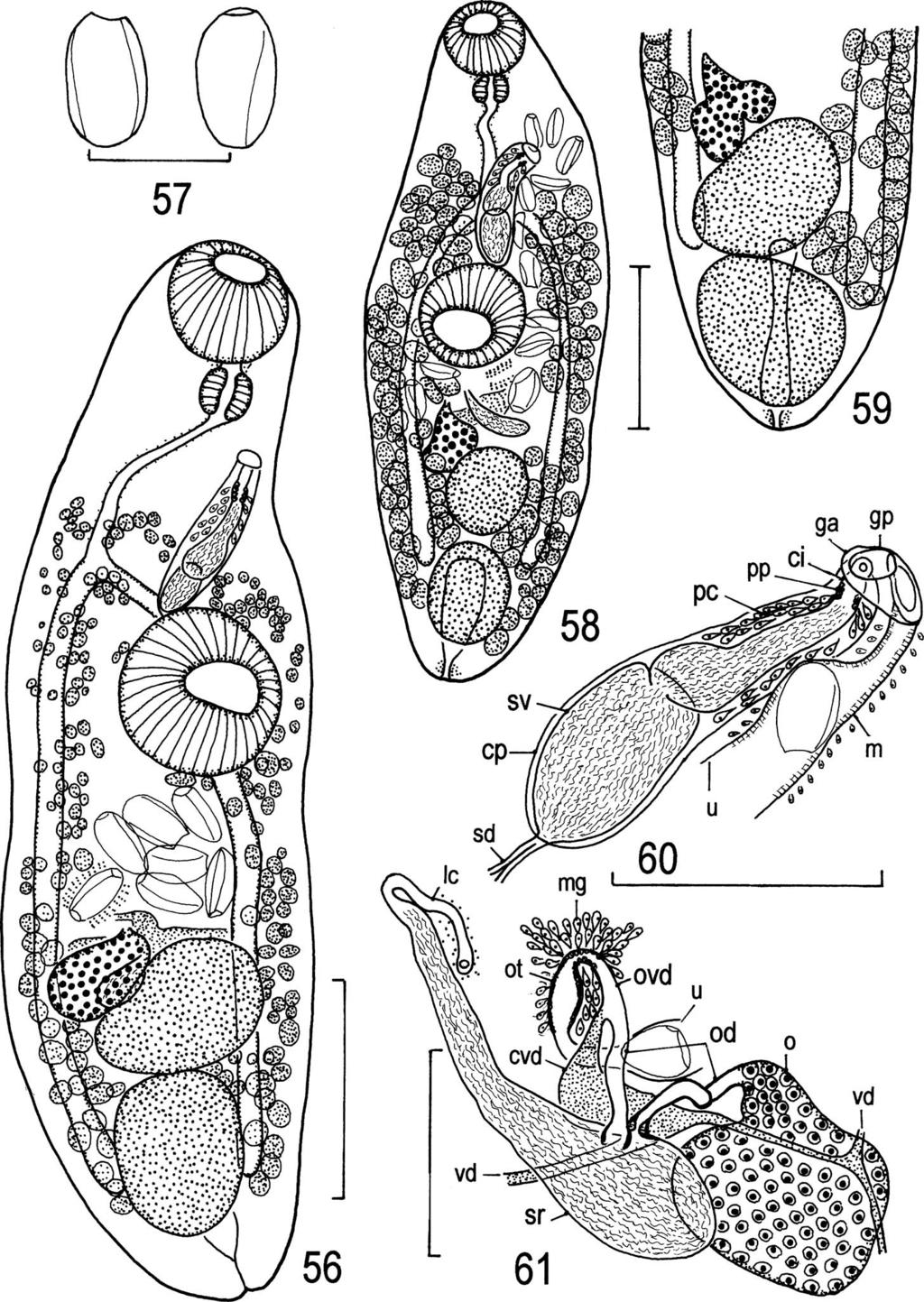 46 T. Shimazu et al. Figs. 56 61. Neoplagioporus elongatus (continued). Specimens of orientalis type. 56, holotype (MPM Coll. No.