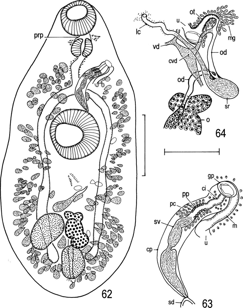 Digeneans (Trematoda) Parasitic in Freshwater Fishes (Osteichthyes) of the Lake Biwa Basin in Shiga 49 Figs. 62 64. Neoplagioporus zacconis.