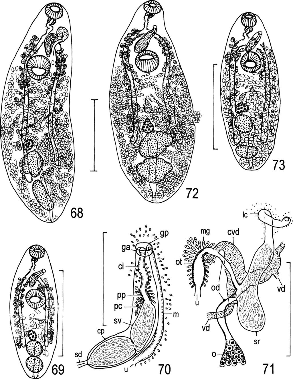 Digeneans (Trematoda) Parasitic in Freshwater Fishes (Osteichthyes) of the Lake Biwa Basin in Shiga 53 Figs. 68 73. Urorchis acheilognathi. Adult specimens.