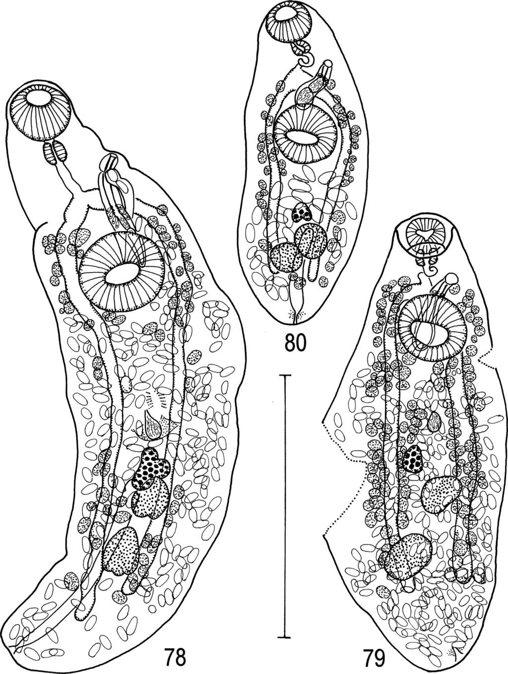 58 T. Shimazu et al. Figs. 78 80. Urorchis sp. Adult specimens. 78, specimen (MPM Coll. No.