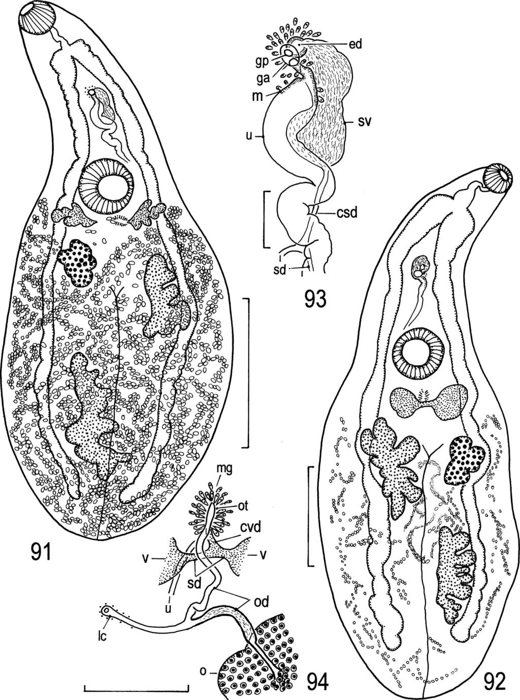 66 T. Shimazu et al. Figs. 91 94. Phyllodistomum parasiluri. Adult specimens.