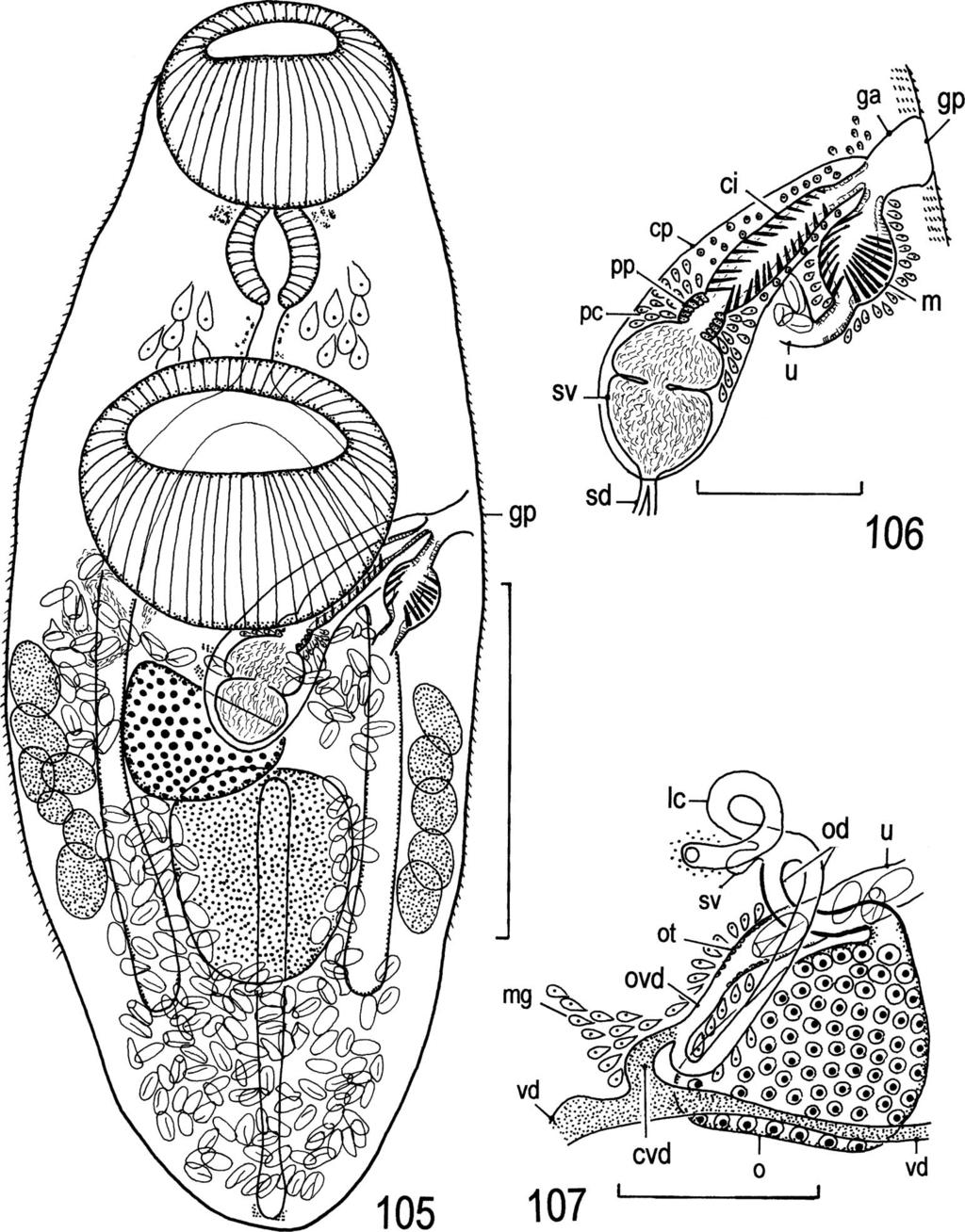 76 T. Shimazu et al. Figs. 105 107. Asymphylodora japonica. Adult specimens, paratypes (MPM Coll. No. 22272) found in intestine of Cyprinus carpio.