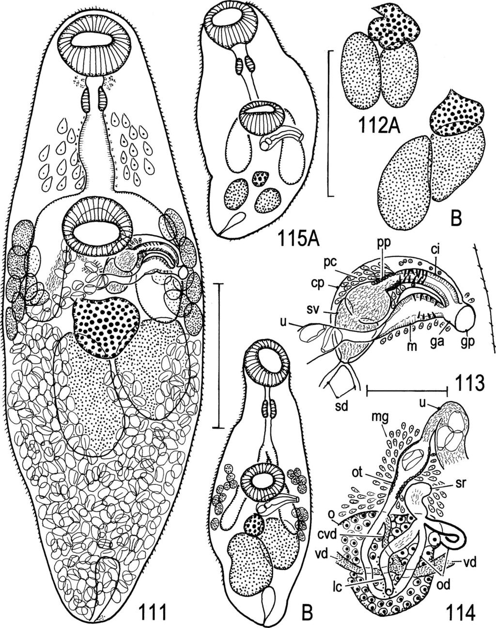 82 T. Shimazu et al. Figs. 111 115. Palaeorchis diplorchis. Immature and mature specimens.