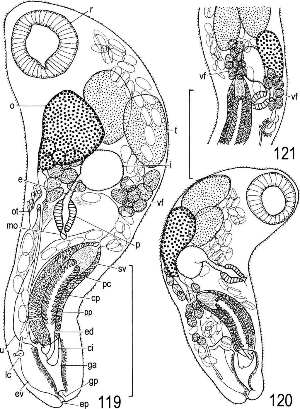 Digeneans (Trematoda) Parasitic in Freshwater Fishes (Osteichthyes) of the Lake Biwa Basin in Shiga 87 Figs. 119 121. Parabucephalopsis parasiluri.