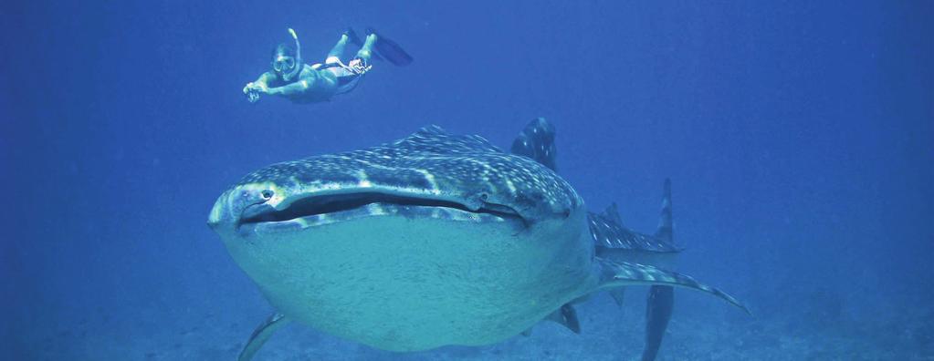 MOZAMBIQUE MARINE RESEARCH & WHALE SHARK CONSERVATION As a volunteer on the Marine Research & Whale Shark Conservation Project you will help carry out the Marine Research and monitoring activities
