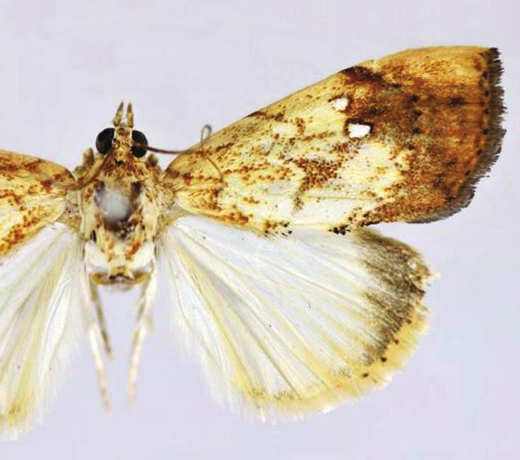 pavonana (Fabricius), 1.