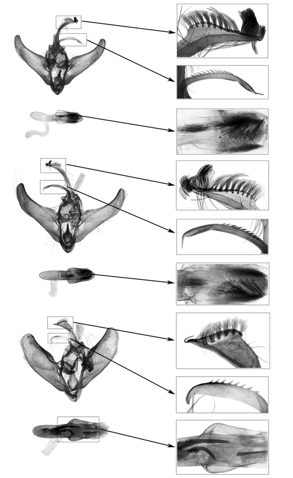REVIEW OF THE GENUS CROCIDOLOMIA ZELLER, 1852 FROM CHINA 7a 7 7b 7c 8a 8 8b 8c 9a 9 9b 9c Figs. 7-9. Male genitalia of Crocidolomia spp. 7. C. subhirsutalis Schaus, gen. slide No. CN12106; 8. C. suffusalis (Hampson), gen.