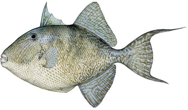 6 NOAA Fisheries Service needs to make sure gray triggerfish quotas are not exceeded within the year. There is already a quota closure for the commercial sector, so no additional measures are needed.