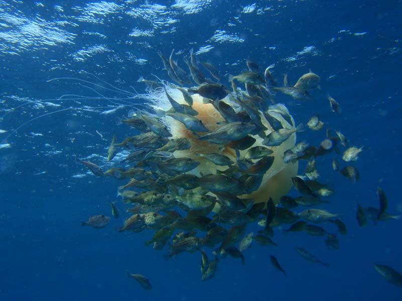 Leatherfish feeding on giant