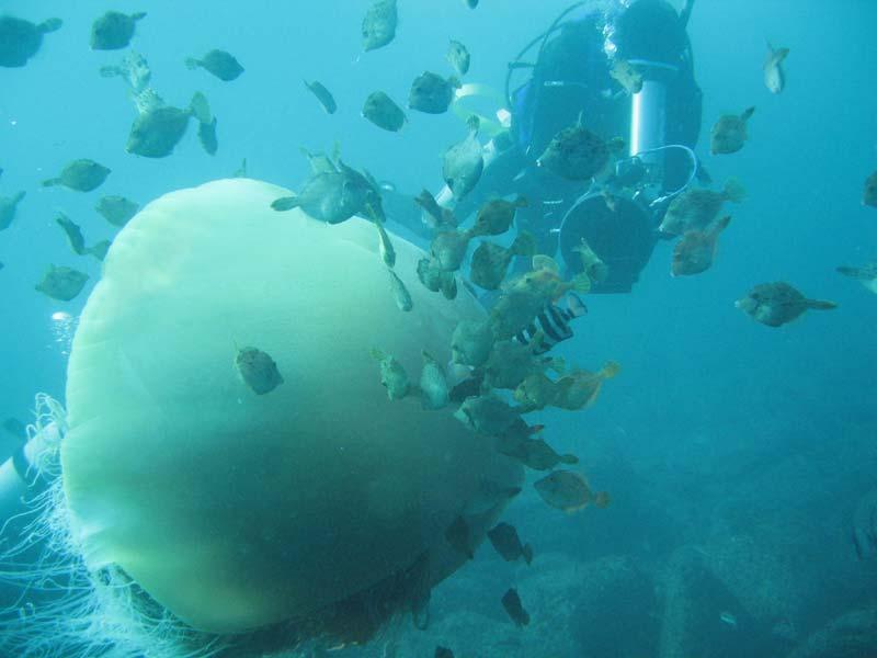 Threadsail filefish feeding on giant jellyfish