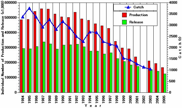 Kuruma prawn: Annual change of catch and individual
